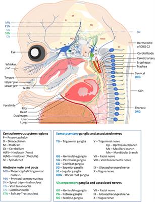 Vertebrate Sensory Ganglia: Common and Divergent Features of the Transcriptional Programs Generating Their Functional Specialization